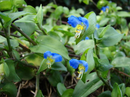 ★ 露草★ 跡見群芳譜(野草譜 ツユクサ)